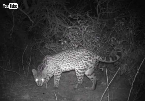 オセロット ネコ科 絶滅危惧種 カメラ