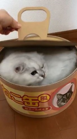 ねこ缶
