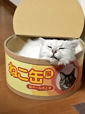 ねこ缶