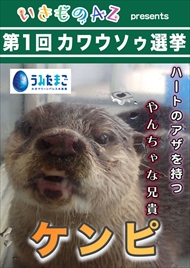 カワウソ総選挙