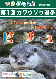 カワウソ総選挙