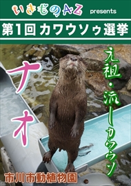 カワウソ総選挙