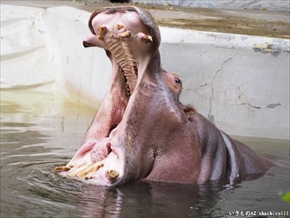 カワウソ総選挙