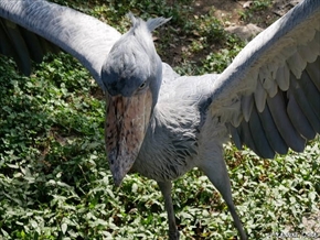 カワウソ総選挙