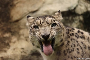 カワウソ総選挙