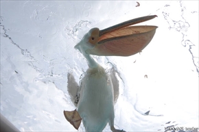 カワウソ総選挙