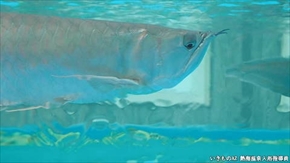 カワウソ総選挙