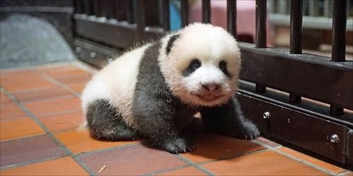 上野動物園ジャイアントパンダ