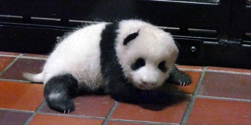 上野動物園ジャイアントパンダ