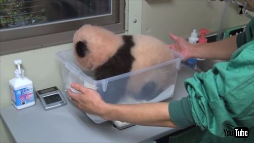 上野動物園ジャイアントパンダ