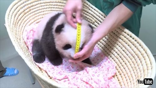 上野動物園ジャイアントパンダ