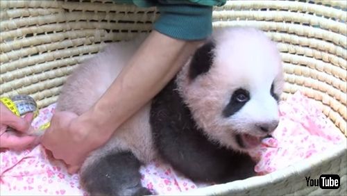 上野動物園ジャイアントパンダ