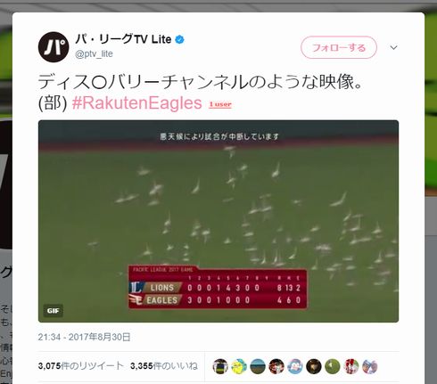 鳥　群れ　試合　中断　照明