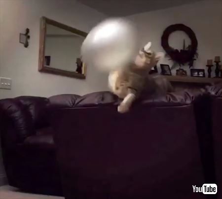 猫 風船