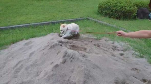 砂場 発狂 我に返る 柴犬