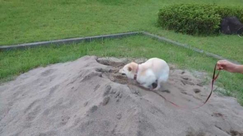 砂場 発狂 我に返る 柴犬