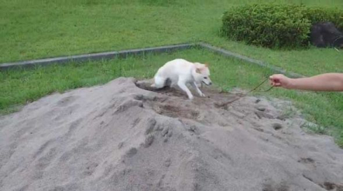砂場 発狂 我に返る 柴犬
