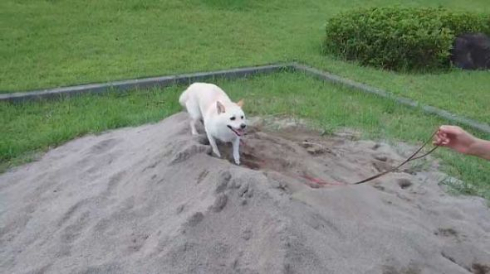 砂場 発狂 我に返る 柴犬