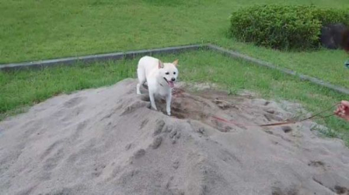 砂場 発狂 我に返る 柴犬