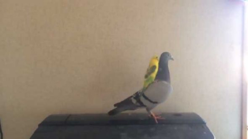 ハト 乗りこなす インコ