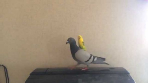ハト 乗りこなす インコ