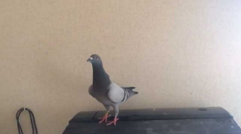 ハト 乗りこなす インコ