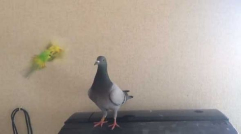 ハト 乗りこなす インコ