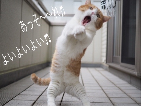 茶太郎 きなこの短足日記