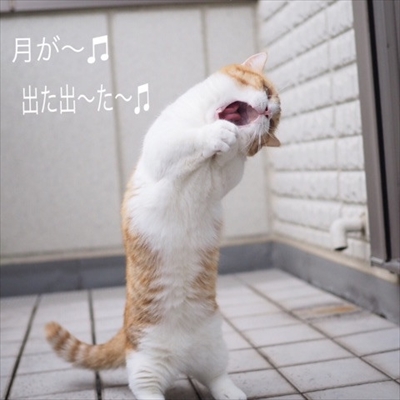 茶太郎 きなこの短足日記