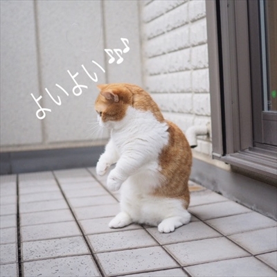 茶太郎 きなこの短足日記