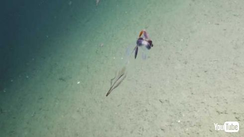 イカ 透けてる トサカ Taonius borealis