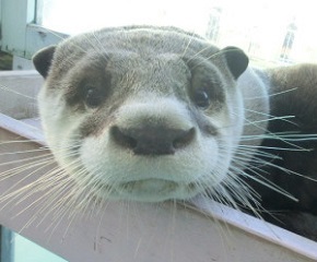 伊勢シーパラダイス　ツメナシカワウソ