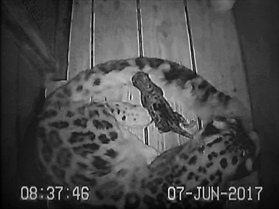 多摩動物公園ユキヒョウ