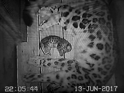 多摩動物公園ユキヒョウ