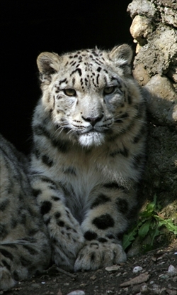 多摩動物公園ユキヒョウ