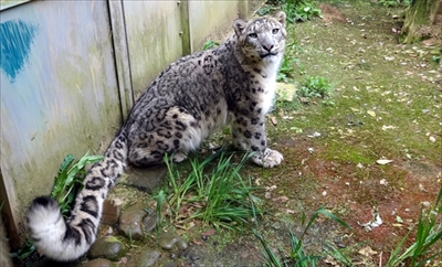 多摩動物公園ユキヒョウ