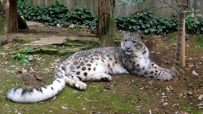 多摩動物公園ユキヒョウ