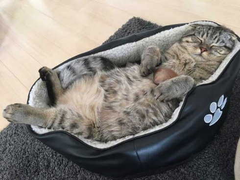 猫 ラッコ 貝 寝顔