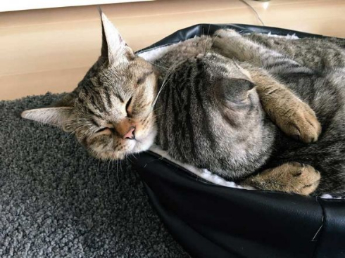 猫 ラッコ 貝 寝顔