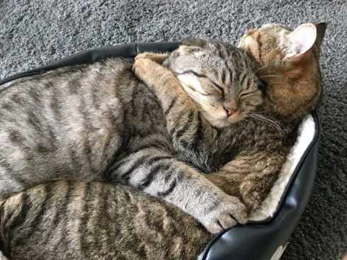 猫 ラッコ 貝 寝顔