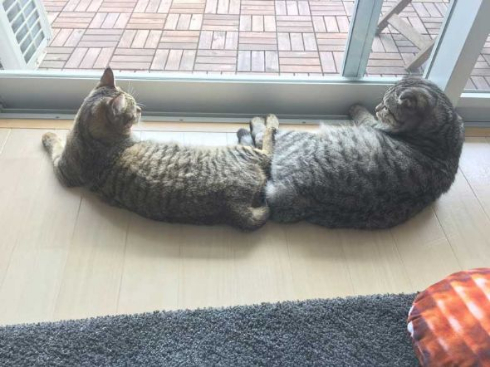 猫 ラッコ 貝 寝顔