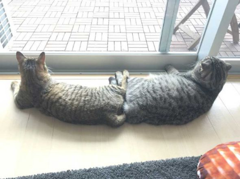 猫 ラッコ 貝 寝顔