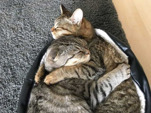 猫 ラッコ 貝 寝顔