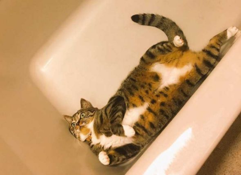 猫 風呂場 異常