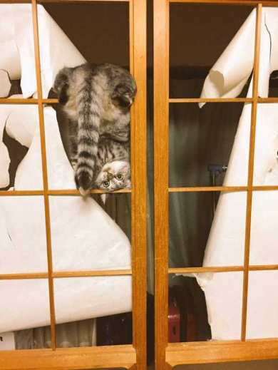 猫 風呂場 異常