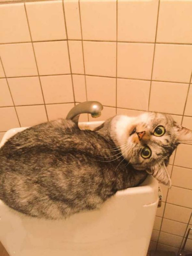 猫 風呂場 異常