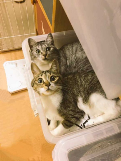 猫 風呂場 異常