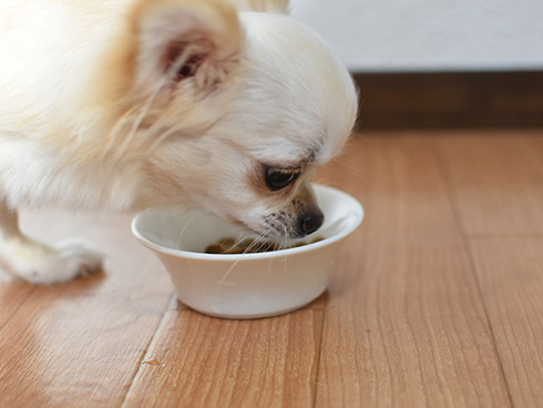 犬の味覚
