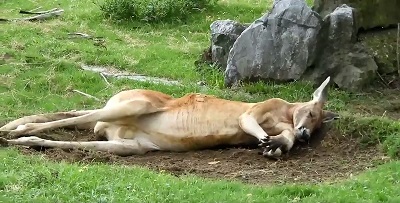 カンガルー