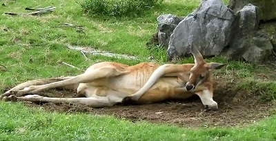 カンガルー